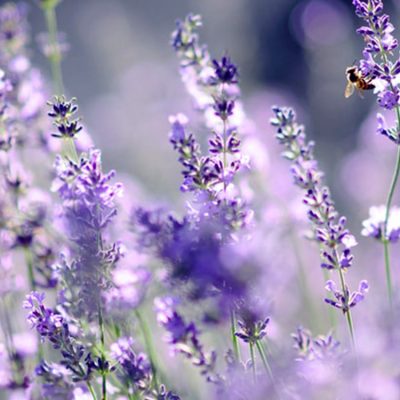 lavande-en-fleurs-violettes-focus