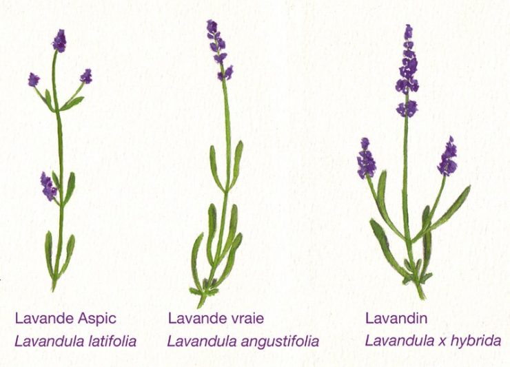 Quelle est la différence entre la lavande et le lavandin