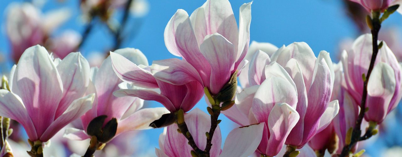 magnolia-rose-en-fleurs