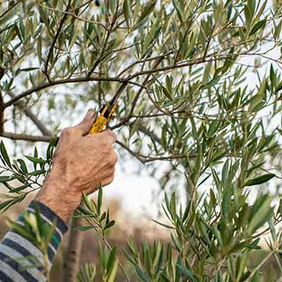 jardinier taille un olivier au sécateur