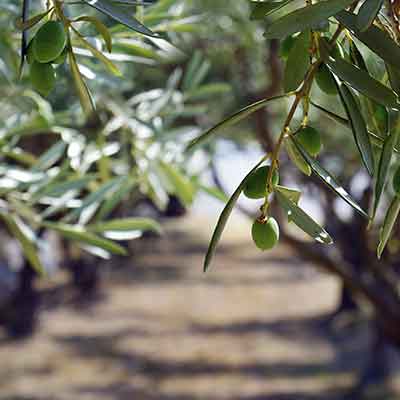 olives vertes poussant sur un olivier
