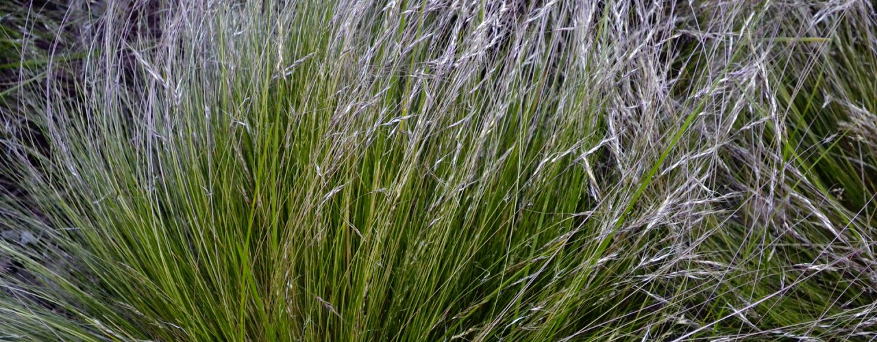 stipa speciosa coiron herbe - Quelles graminées en jardinière ou en pot ?