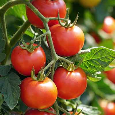 tomates rouges sur une grappe - Lycopersicon