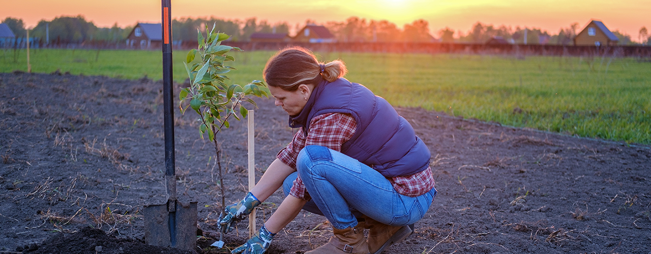 une jeune femme plantant un pommier dans le jardin près de la maison - Comment planter un arbre fruitier ?