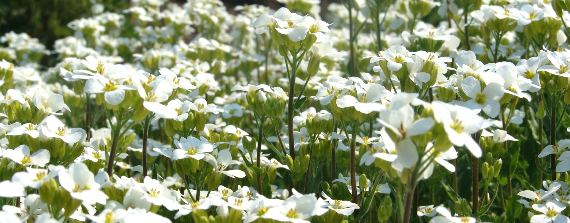 arabis caucasica
