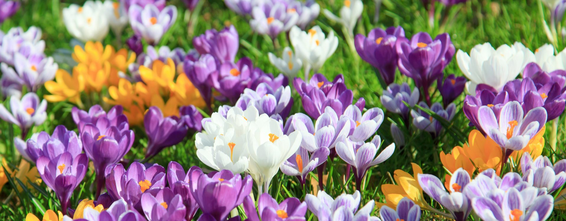 crocus