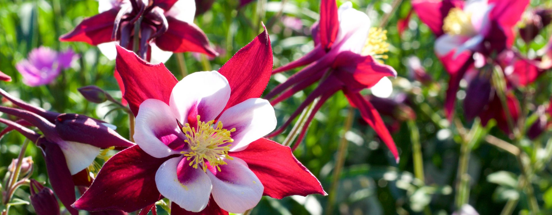 leurs d'ancolie rouge et blanc