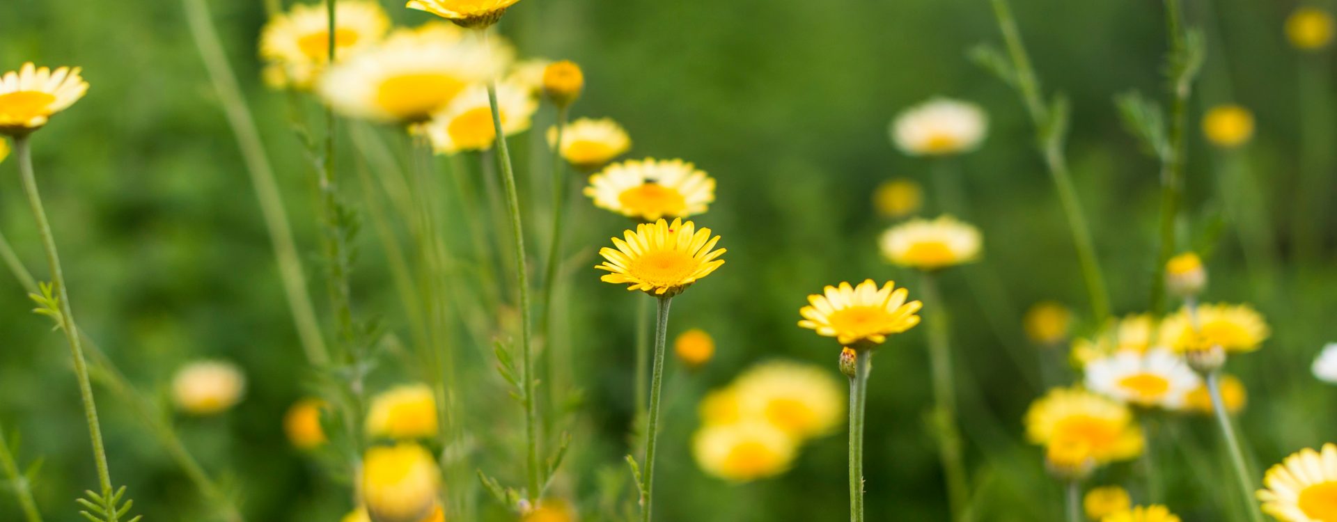 cota tinctoria