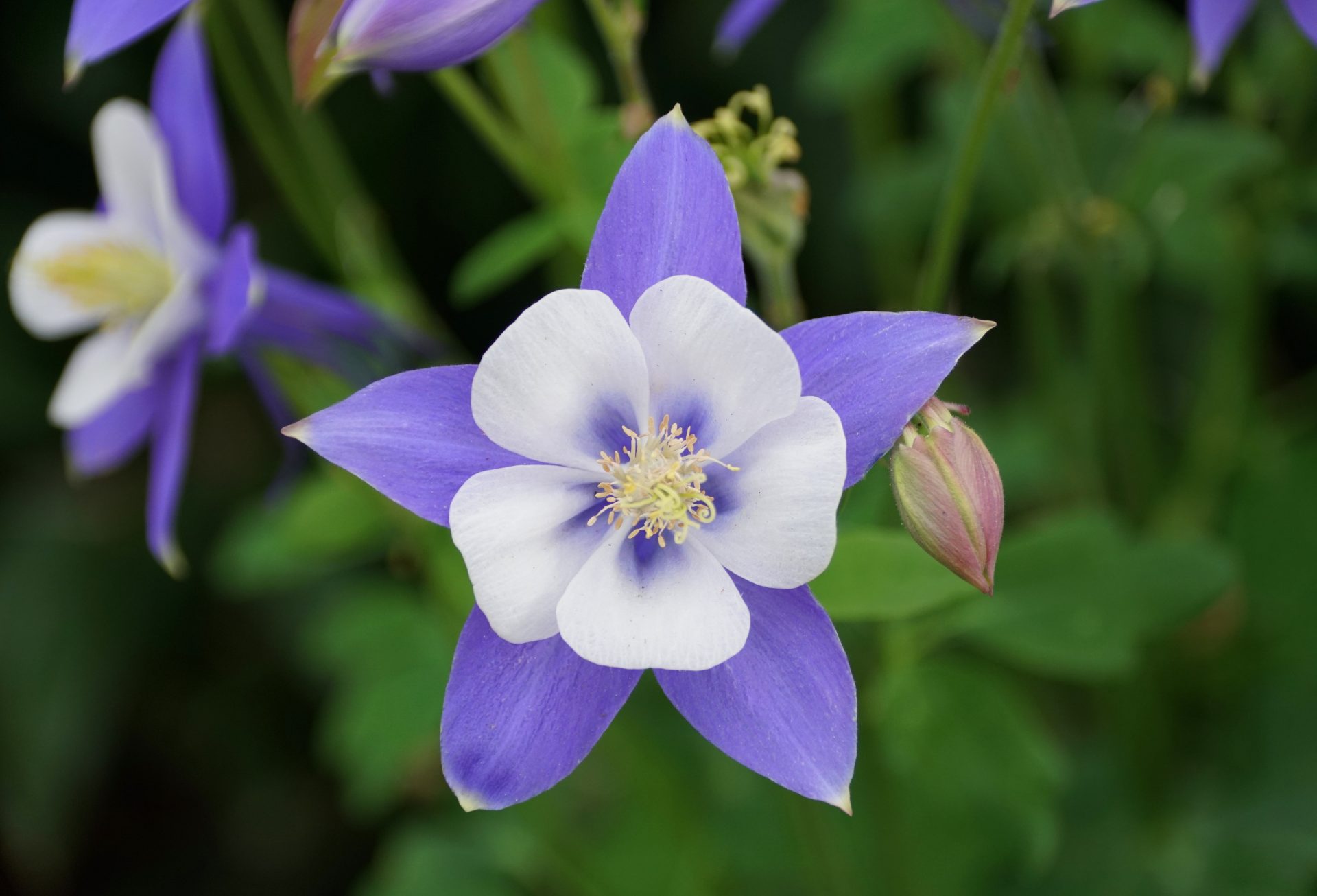 fleur bleue ancolie