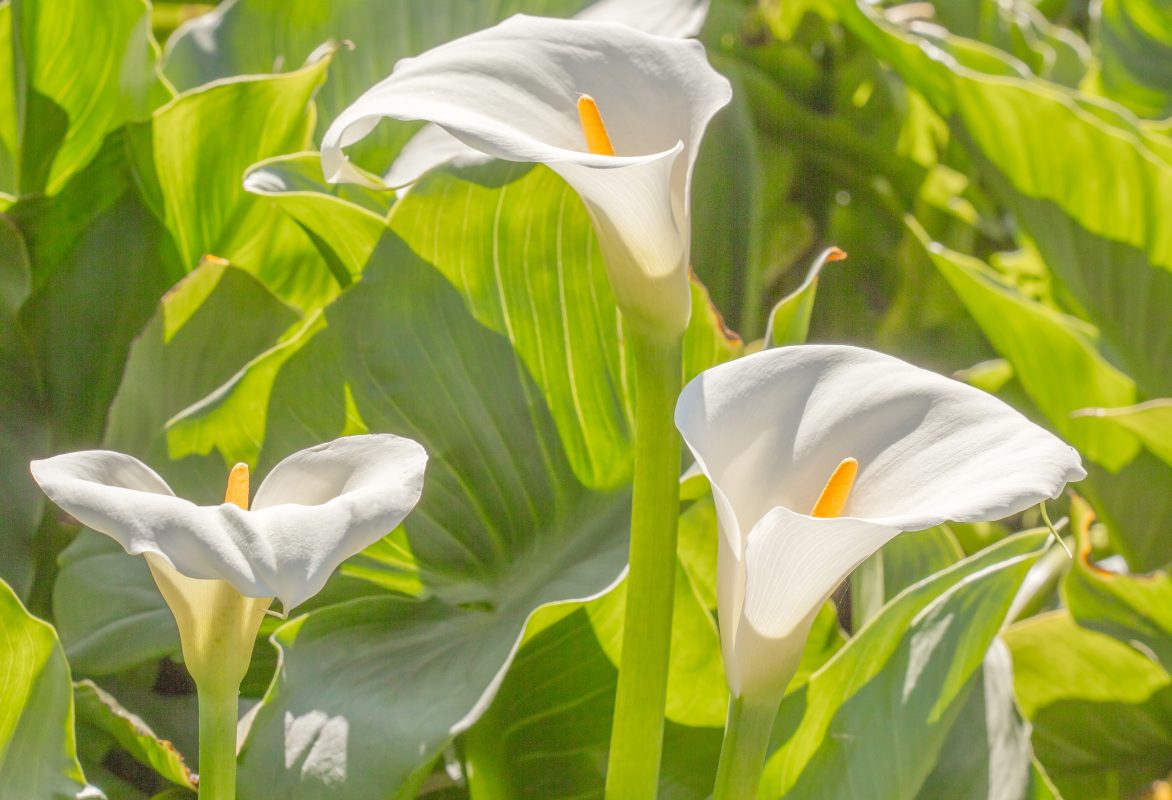 Arum (Zantedeschia aethiopica) conseils de plantation et entretien