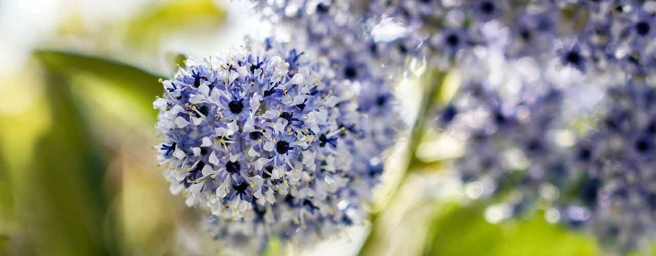 Fleurs bleues de Céanothe au printemps dans lejardin