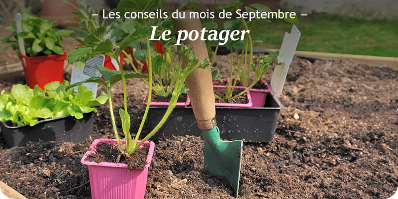 Les conseils du mois de septembre sur le potager