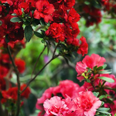 Fleurs de camélias roses et rouges parmi les feuilles vertes du buisson