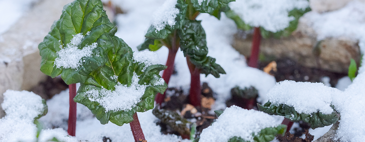 Petits plants de rhubarbe dans un jardin recouvert de neige pendant la vague de froid des saints de glace