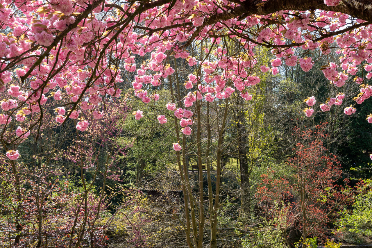 Photo ambiance cerisier du Japon