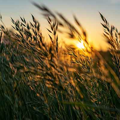 blé sauvage doré sur le champ au coucher du soleil au lever du soleil