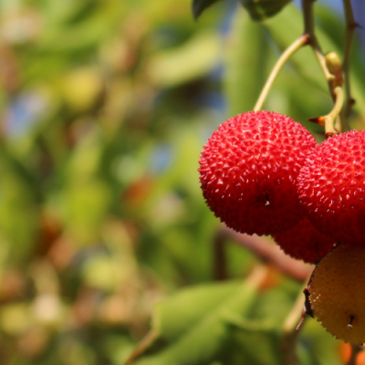fruits Arbutus unedo