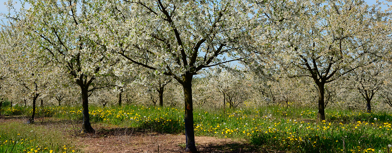 Verger de mirabelliers en fleurs au printemps en Meurthe-et-Moselle, Lorraine, France