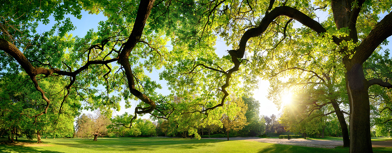 Paysage panoramique dans un beau parc avec des arbres faisant de l'ombre