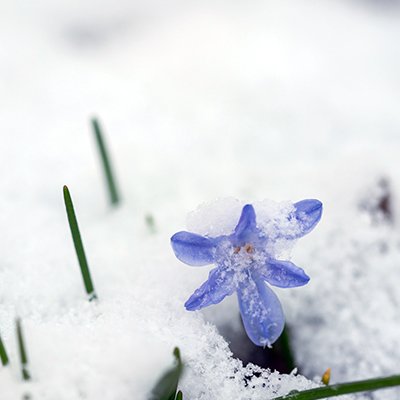Fleur bleue de printemps dans un jardin recouvert de neige pendant la vague de froid des saints de glace