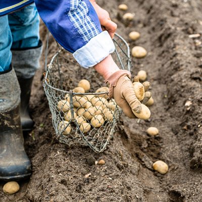 Agriculteur plantant des pommes de terre à la ferme, concept d'agriculture biologique