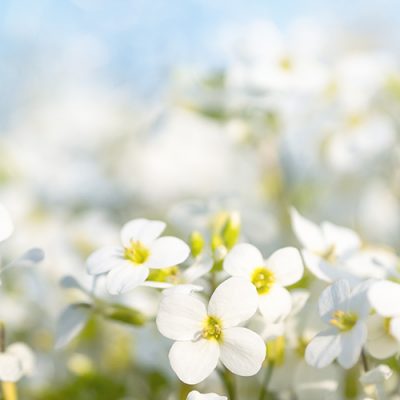 fleurs blanches Arabette du caucase