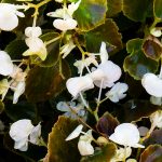 Buisson de fleurs blanches pulmonaire Pulmonaria