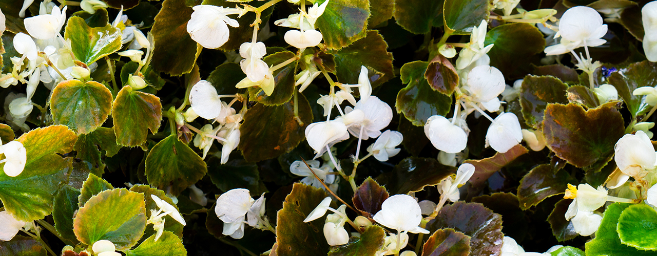Buisson de fleurs blanches pulmonaire Pulmonaria