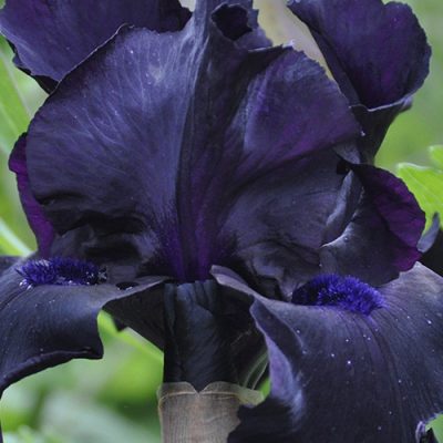Fleur iris noir