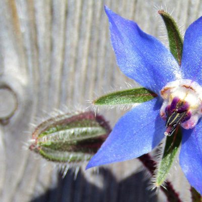 Fleur bleue bourrache - fleur comestible