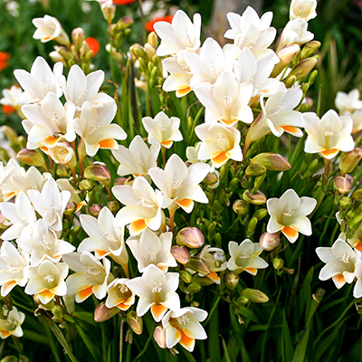 Belle floraison de freesias blancs dans un jardin