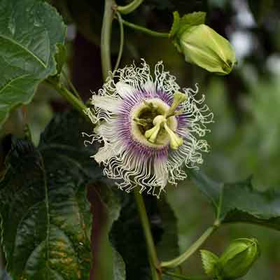 Fleur de Passiflora edulis dans son environnement naturel