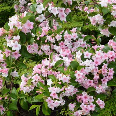 Weigela japonais en fleurs Weigela hortensis
