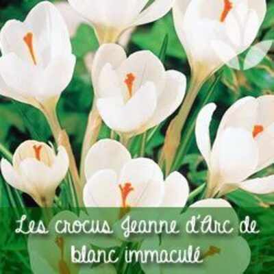 crocus