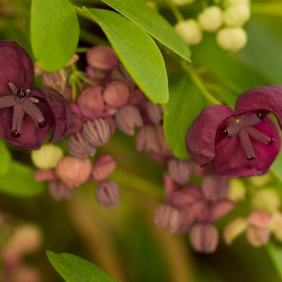 Fleurs violettes d'une vigne grimpante de type chocolat, également appelée Akebia à cinq feuilles (Akebia quinata).