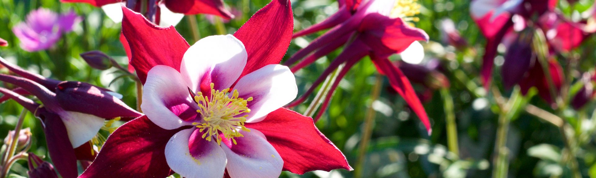 Vue rapprochée des fleurs d'ancolie rouges et blanches en fleurs