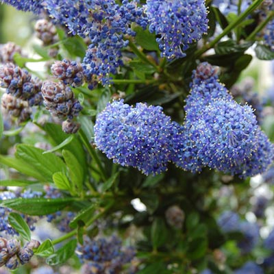 Fleurs bleues de céanothe