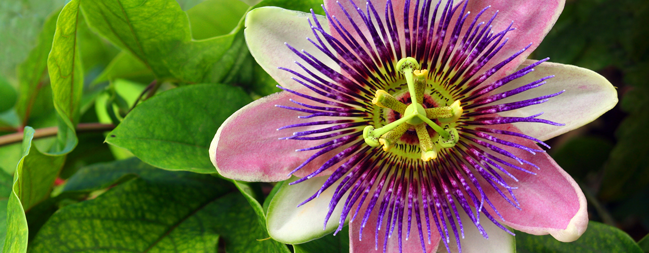 fleur de passiflore violette gros plan