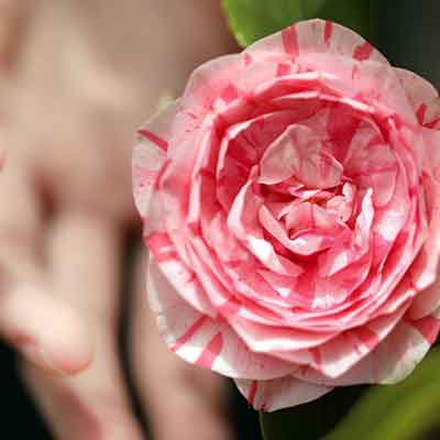 fleur-rose-camelia-devant-une-main