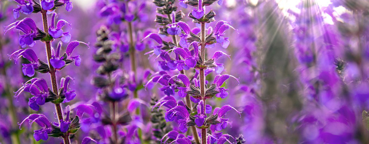 fleurs violettes sauge