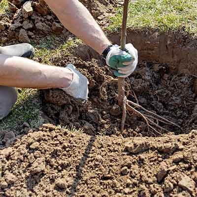 homme-plante-un-arbre-en-racines-nues-dans-une-cuvette-au-jardin