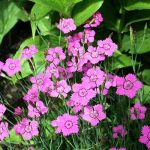 Oeillet (Dianthus caryophyllus) : variétés, plantation et entretien