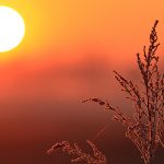 plante couverte de givre sur fond de lever de soleil