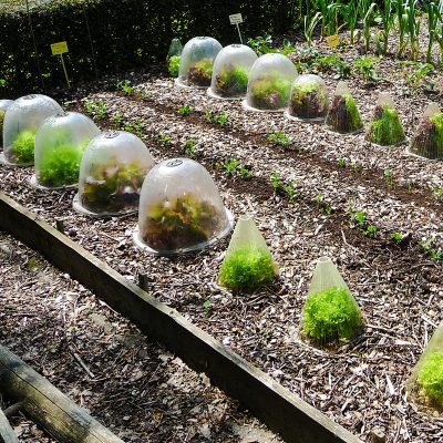 Jardin potager au printemps avec des cultures recouvertes de cônes en plastique