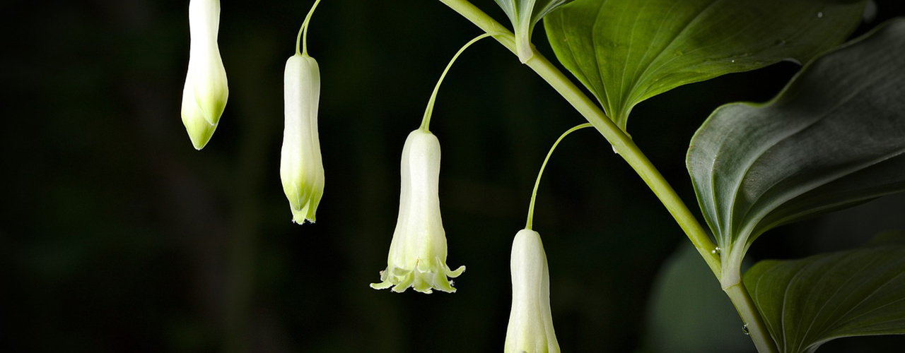 fleurs blanches Sceau de Salomon (Polygonatum multiflorum)