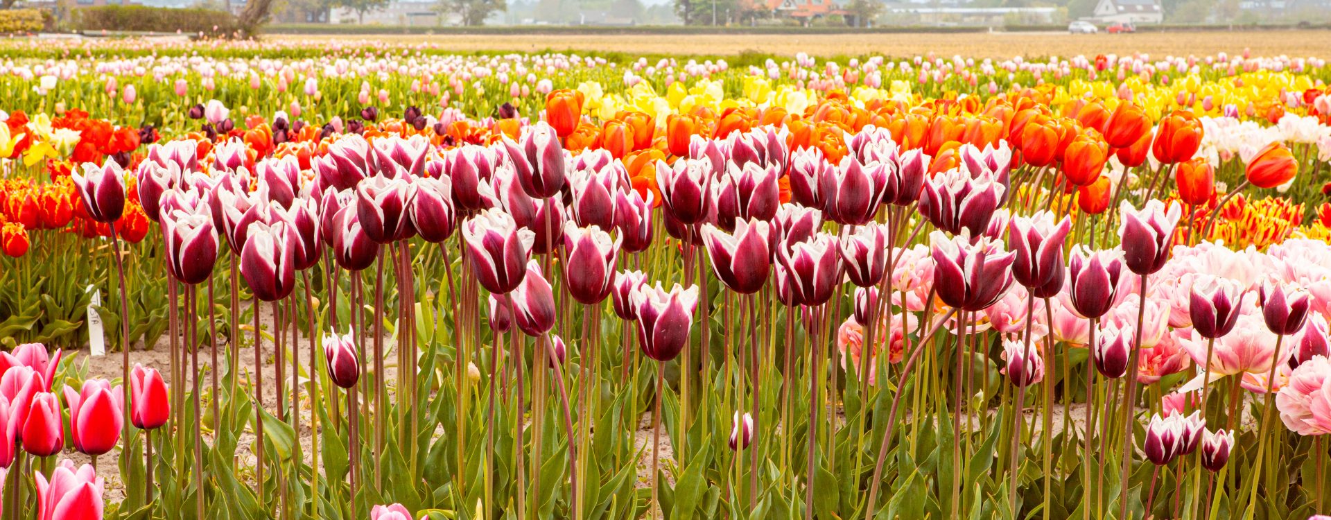 massif de tulipes multicolores - parc de keukenhof