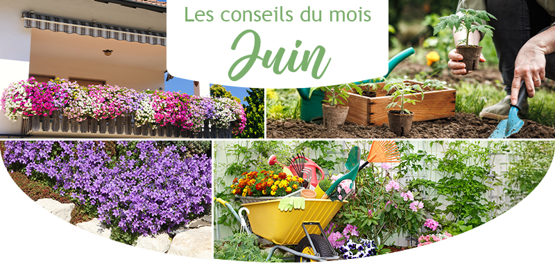 Les conseils jardin du mois de juin