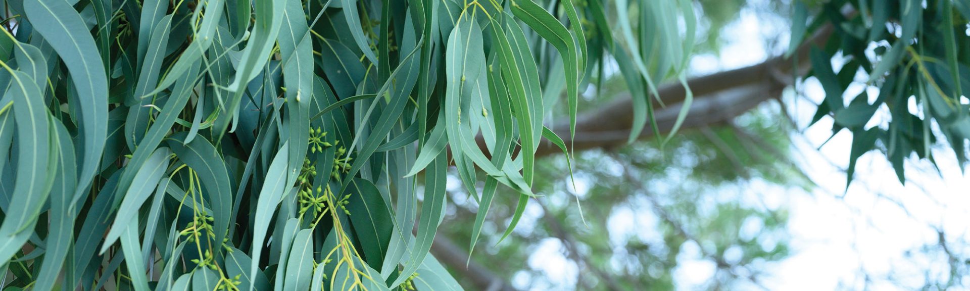 Les nombreuses variétés d’eucalyptus