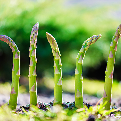 Jeune pousse d'asperge verte dans un jardin - gros plan