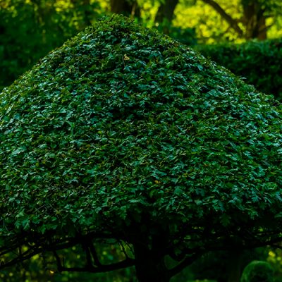 Comment tailler un arbre en forme de parasol / tonnelle ?
